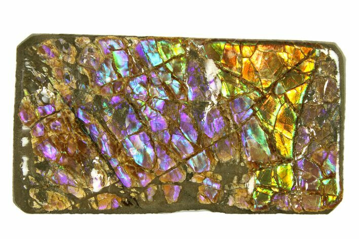 Iridescent Ammolite (Fossil Ammonite Shell) - Rare Purples #301616